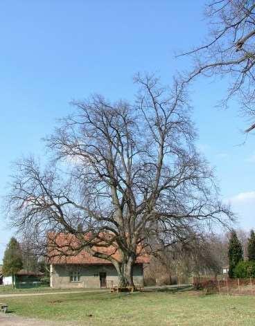 Lípa vorařů