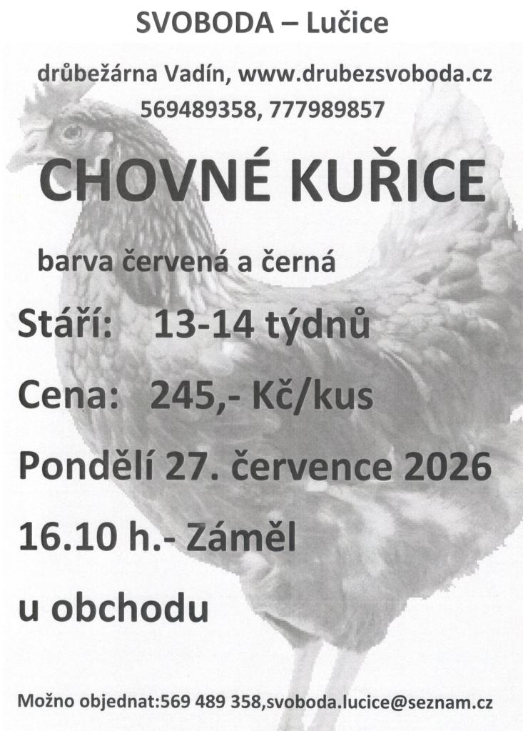 chovne kurice